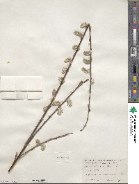 Salix scouleriana image