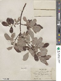 Salix scouleriana image