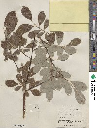 Salix scouleriana image