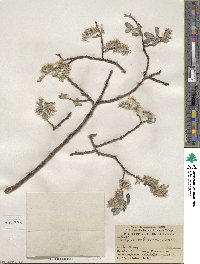 Salix scouleriana image