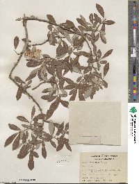 Salix scouleriana image