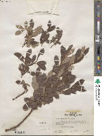 Salix scouleriana image