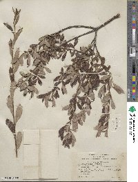 Salix scouleriana image