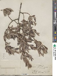 Salix scouleriana image