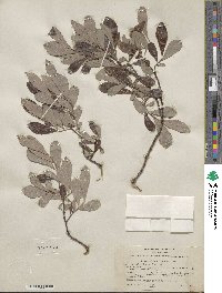 Salix scouleriana image