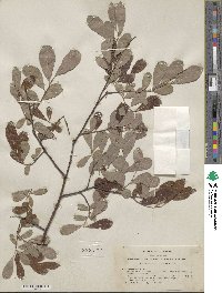 Salix scouleriana image