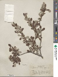 Salix scouleriana image