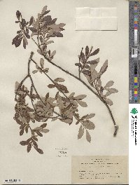 Salix scouleriana image