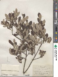 Salix scouleriana image