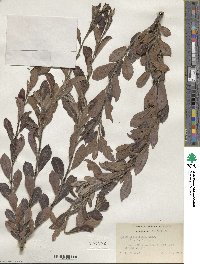 Salix scouleriana image