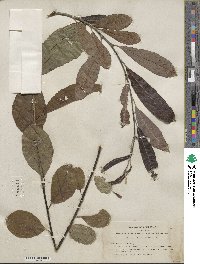 Salix scouleriana image