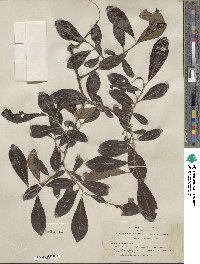 Salix scouleriana image