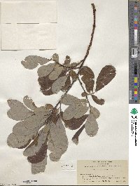 Salix scouleriana image