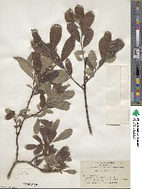 Salix scouleriana image