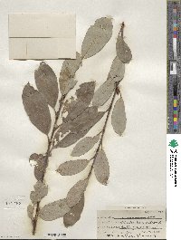 Salix scouleriana image