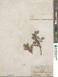 Salix scouleriana image