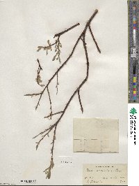 Salix scouleriana image