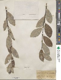 Salix scouleriana image