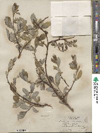 Salix scouleriana image