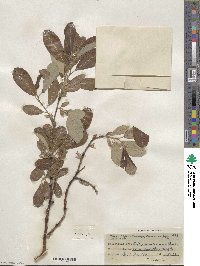 Salix scouleriana image