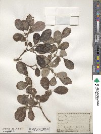 Salix scouleriana image