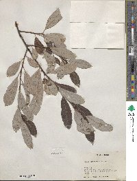 Salix scouleriana image