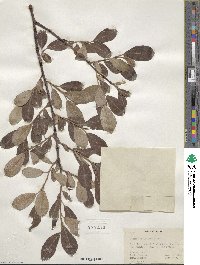 Salix scouleriana image