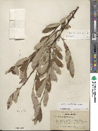 Salix scouleriana image