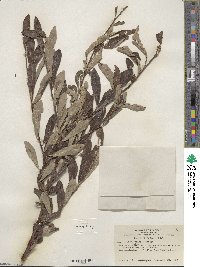 Salix scouleriana image