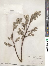 Salix scouleriana image