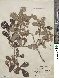 Salix scouleriana image