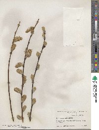 Salix scouleriana image