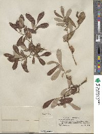 Salix scouleriana image