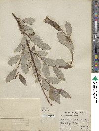 Salix scouleriana image