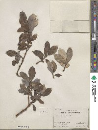 Salix scouleriana image