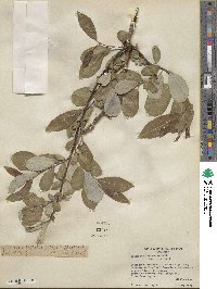 Salix scouleriana image