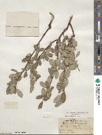 Salix scouleriana image