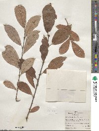 Salix scouleriana image