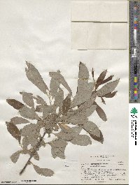 Salix scouleriana image