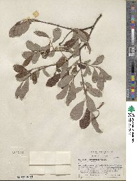 Salix scouleriana image