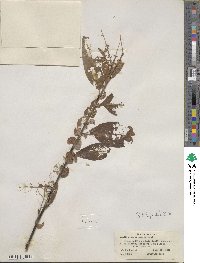Salix scouleriana image