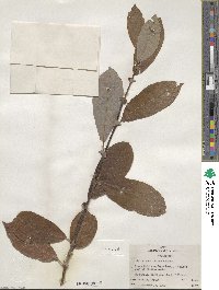 Salix scouleriana image