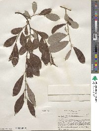 Salix scouleriana image