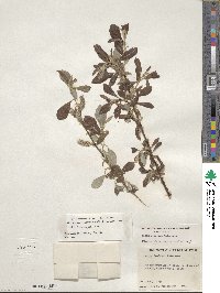 Salix scouleriana image