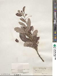 Salix scouleriana image