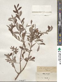 Salix scouleriana image