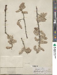 Salix scouleriana image