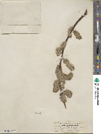 Salix scouleriana image