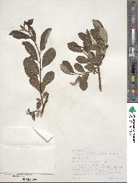 Salix scouleriana image