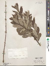 Salix scouleriana image